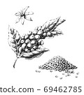 Coffee plant Hand-drawn black and white illustration. Jpeg only 69462785