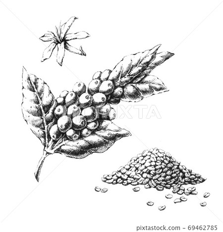 Coffee plant Hand-drawn black and white illustration. Jpeg only Coffee plant Hand-drawn black and white illustration. Jpeg only 69462785