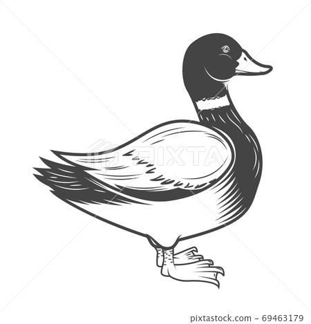Wild duck illustration isolated on white background. Design element for logo, label, emblem, sign. Vector illustration 69463179