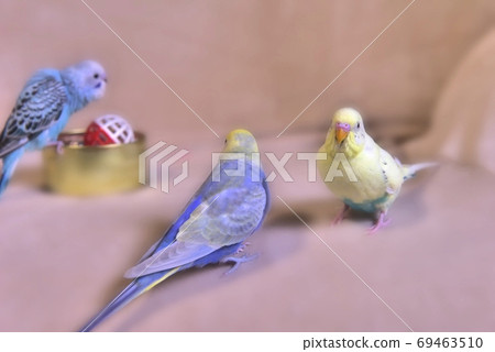 Cute budgerigar mel Cute budgerigar mel 69463510