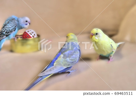 Cute budgerigar mel Cute budgerigar mel 69463511