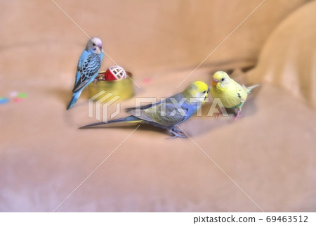 Cute budgerigar mel Cute budgerigar mel 69463512