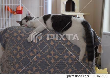 1 year old female cat relaxing in a sitting chair 2 69463580