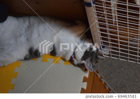 A cat sleeping on a cupboard A cat sleeping on a cupboard 69463581