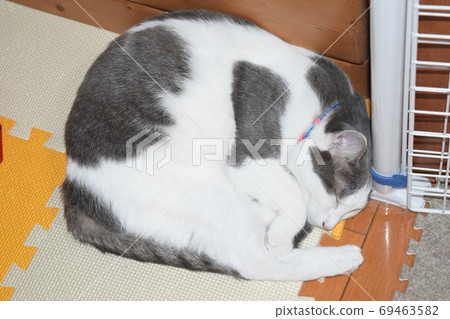 1歲的母狗curl縮入睡 1歲的母狗curl縮入睡 69463582
