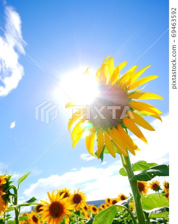 Shining sunflower 69463592