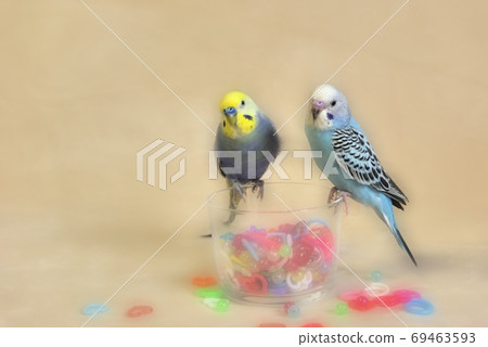 Cute budgerigar Cute budgerigar 69463593