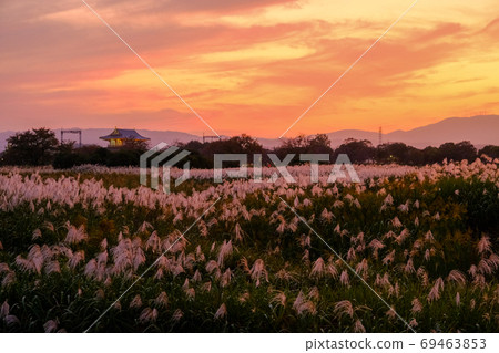 Evening view of Suzakumon and Japanese pampas grass (Hokuji Temple, Nara City) 69463853