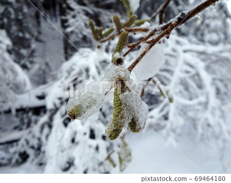 Frozen flowers - alder Frozen flowers - alder 69464180