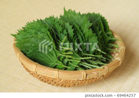 漏勺中的Aojiso 69464257