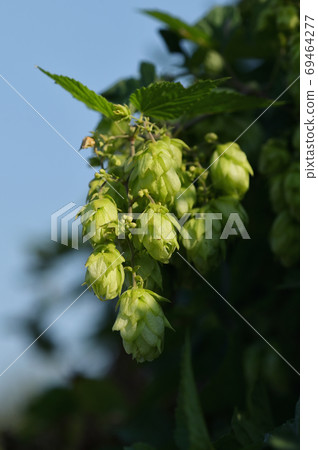 Brunch Of Fresh Green Hops Brunch Of Fresh Green Hops 69464277