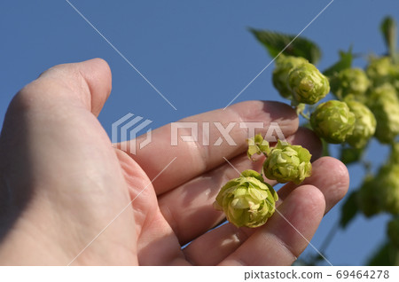 Closeup Of Fresh Green Hops Closeup Of Fresh Green Hops 69464278
