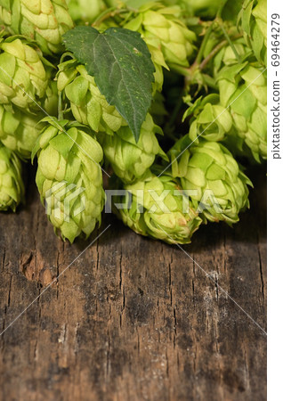 Heap Of Fresh Green Hops Heap Of Fresh Green Hops 69464279