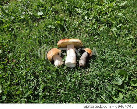 Boletus edulis - edible mushroom Boletus edulis - edible mushroom 69464743