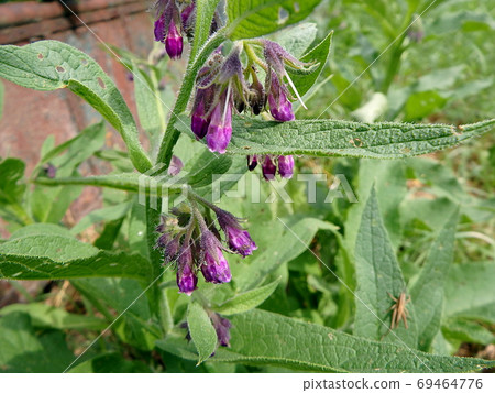 Violet flowers of Common comfrey or true comfrey (Symphytum officinale, slippery-root, Quaker comfrey, cultivated comfrey) Violet flowers of Common comfrey or true comfrey (Symphytum officinale, slippery-root, Quaker comfrey, cultivated comfrey) 69464776