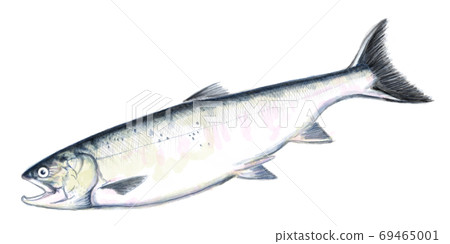 Autumn salmon_D hand-painted_no characters Autumn salmon_D hand-painted_no characters 69465001