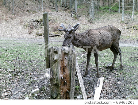Beautiful red deer in forest, (Cervus elaphus), Salt lick place (salt cube) for feeding forest animals, 69465205