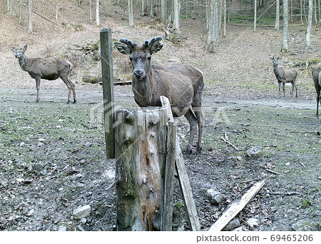 Beautiful red deer in forest, (Cervus elaphus), Salt lick place (salt cube) for feeding forest animals, Beautiful red deer in forest, (Cervus elaphus), Salt lick place (salt cube) for feeding forest animals, 69465206