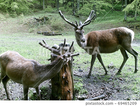 Beautiful red deer in forest, (Cervus elaphus), Salt lick place (salt cube) for feeding forest animals, Beautiful red deer in forest, (Cervus elaphus), Salt lick place (salt cube) for feeding forest animals, 69465209