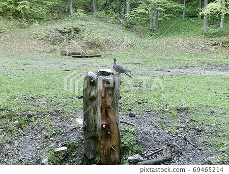 Common wood pigeon in forest (Columba palumbus), culver, 69465214