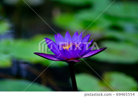 以葉子為背景直接生長的紫色蓮花 69465554