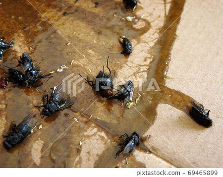Flies caught on sticky fly paper trap 69465899