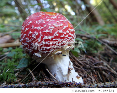 Spotted toadstool in the forest - poisonous mushroom 69466184