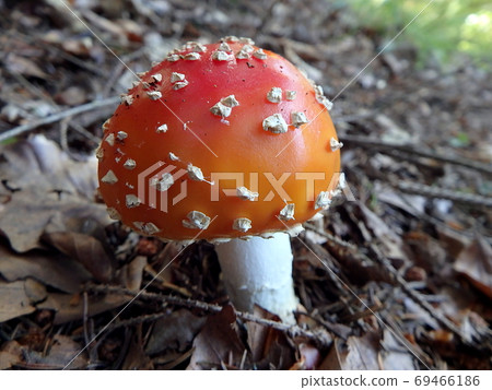Spotted toadstool in the forest - poisonous mushroom 69466186