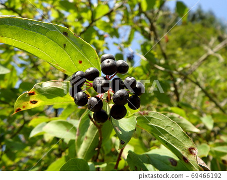 Berries of common dogwood 69466192