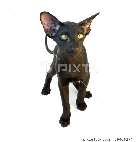 Black purebred oriental cat Black purebred oriental cat 69466274