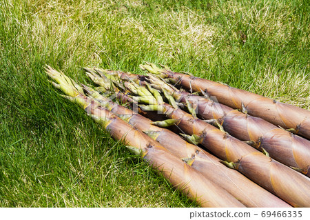 Light bamboo with less lye 69466335