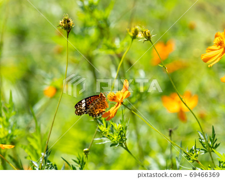 橙色Kibana波斯菊和橙色Tsumaguro豹蝴蝶 橙色Kibana波斯菊和橙色Tsumaguro豹蝴蝶 69466369