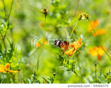 橙色Kibana波斯菊和橙色Tsumaguro豹蝴蝶 69466370