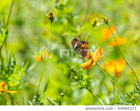 橙色Kibana波斯菊和橙色Tsumaguro豹蝴蝶 橙色Kibana波斯菊和橙色Tsumaguro豹蝴蝶 69466371