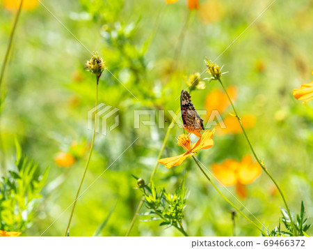 橙色Kibana波斯菊和橙色Tsumaguro豹蝴蝶 橙色Kibana波斯菊和橙色Tsumaguro豹蝴蝶 69466372