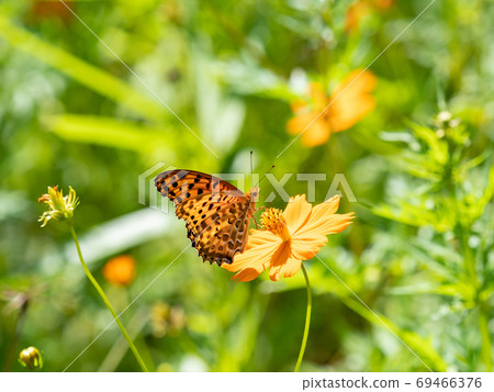 橙色Kibana波斯菊和橙色Tsumaguro豹蝴蝶 橙色Kibana波斯菊和橙色Tsumaguro豹蝴蝶 69466376