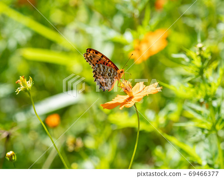 橙色Kibana波斯菊和橙色Tsumaguro豹蝴蝶 69466377