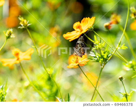 橙色Kibana波斯菊和橙色Tsumaguro豹蝴蝶 69466378