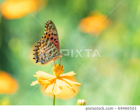 橙色Kibana波斯菊和橙色Tsumaguro豹蝴蝶 69466501