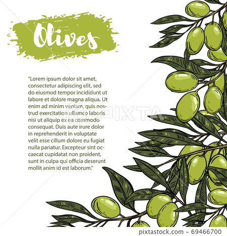 Vector border with colorful olives. The pattern with space for text. Vector border with colorful olives. The pattern with space for text. 69466700