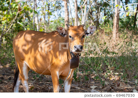Cow in nature Cow in nature 69467030