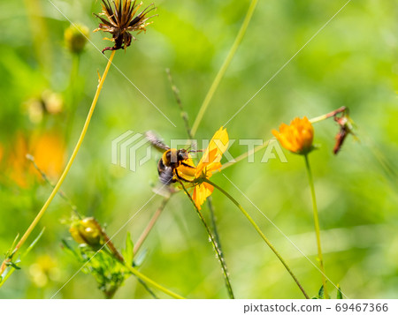Carpenter bee collecting pollen and nectar of Sulfur cosmos Carpenter bee collecting pollen and nectar of Sulfur cosmos 69467366