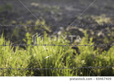 Barbed wire fence with raindrops on it in the morning. 69467409