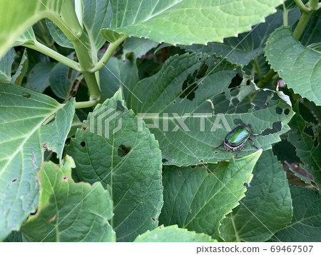 The insect (like a large canabun) The insect (like a large canabun) 69467507