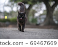 A walking black cat 69467669