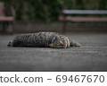 Relaxing pheasant cat 69467670