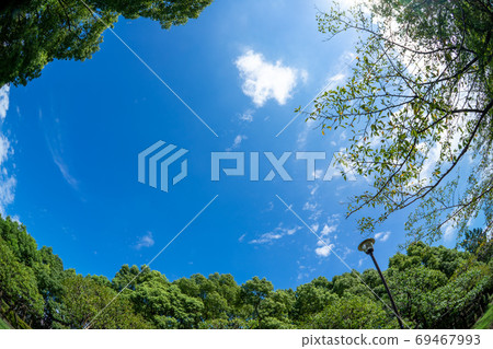 Trees and sky 69467993