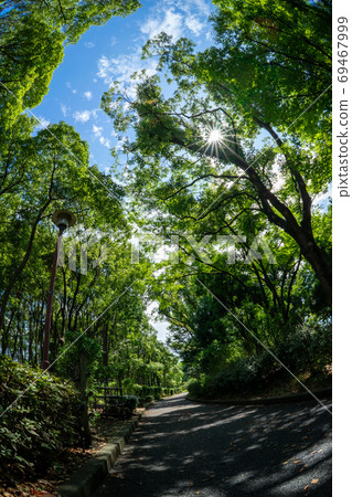 Trees and sky 69467999