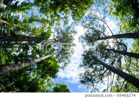 Trees and sky 69468274