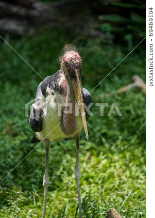 非洲禿鸛 69469104